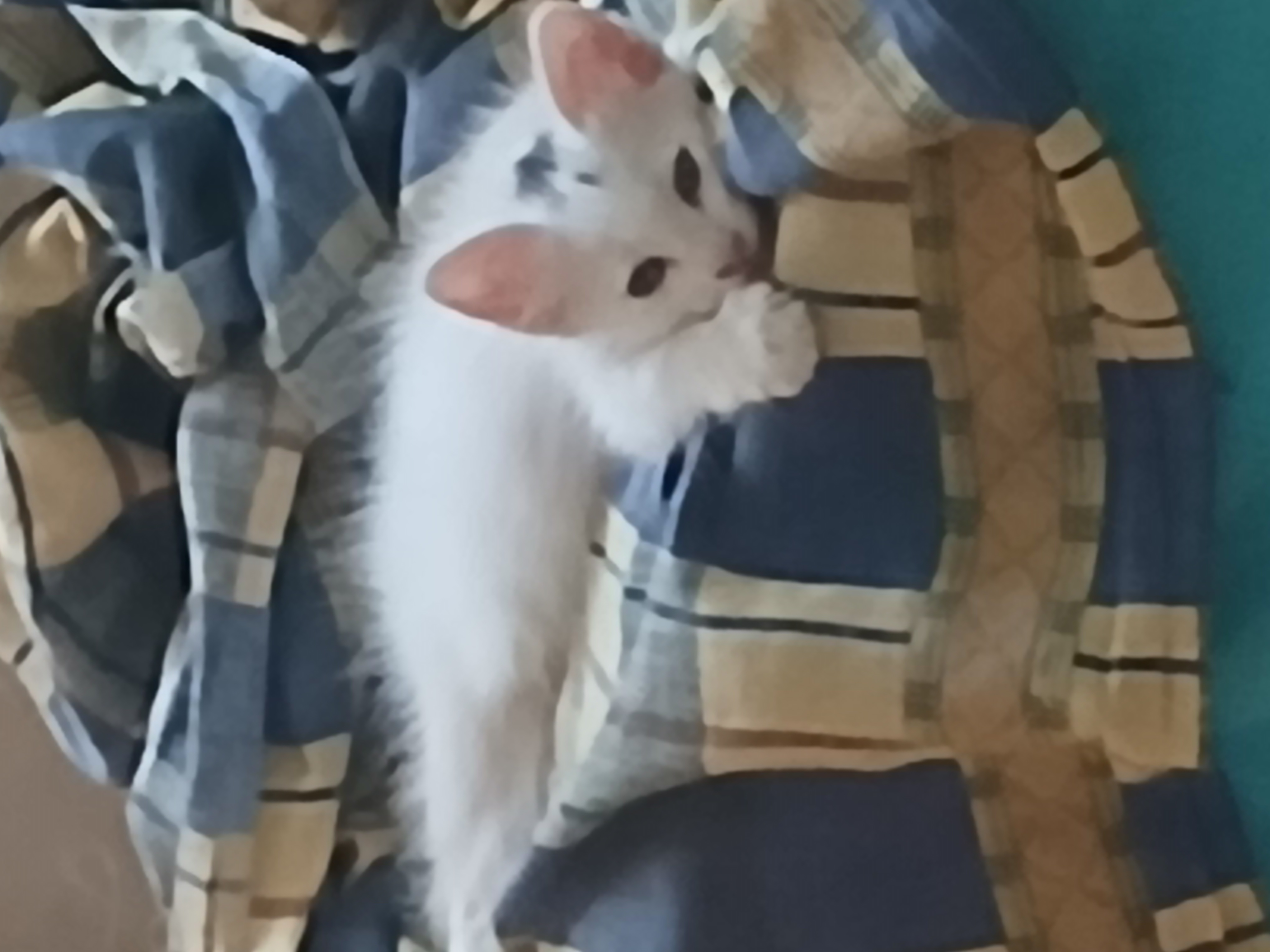 صورة لقطتي نائمة